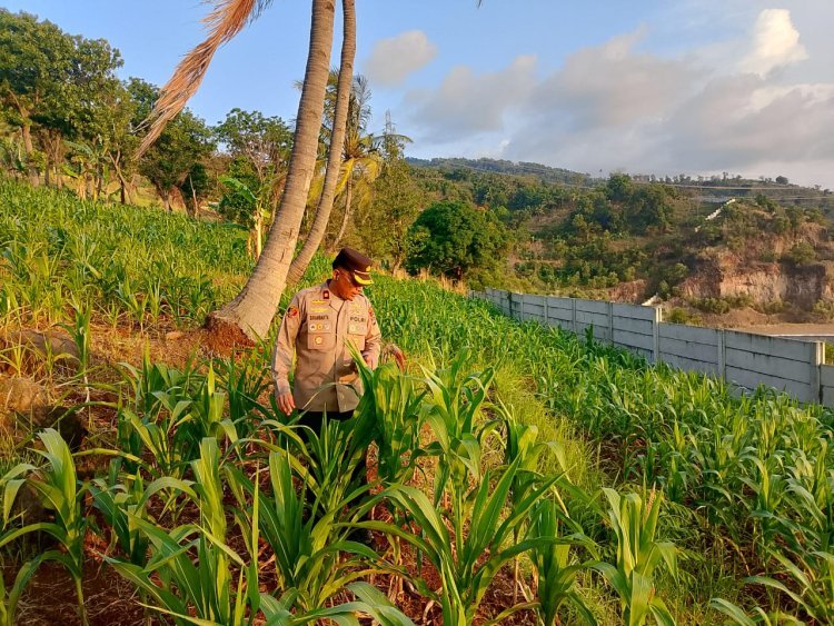 Kapolsek Pulomerak Kawal Pertanian Jagung Demi Pangan Nasional