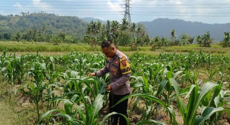 Polsek Purwakarta Bersama Warga Lakukan Monitoring dan Pemupukan Jagung