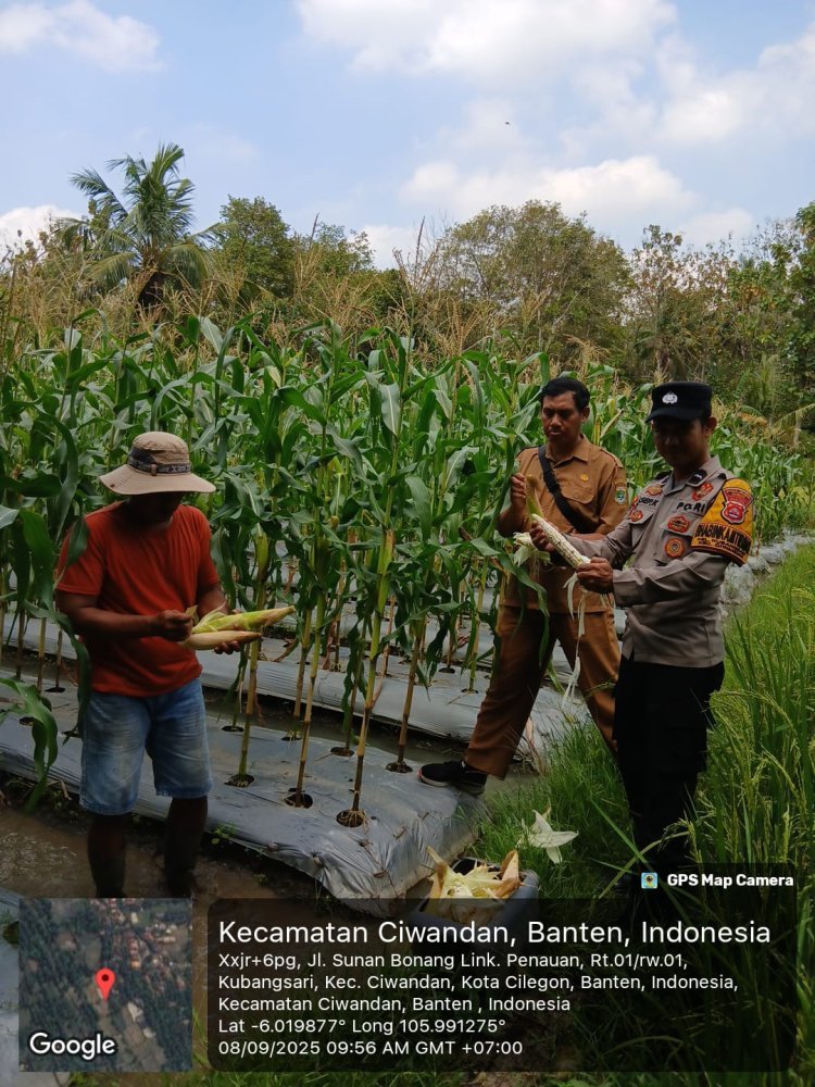 Program Asta Cita Ketahanan Pangan, Polisi Ciwandan Aktif Sambangi Petani