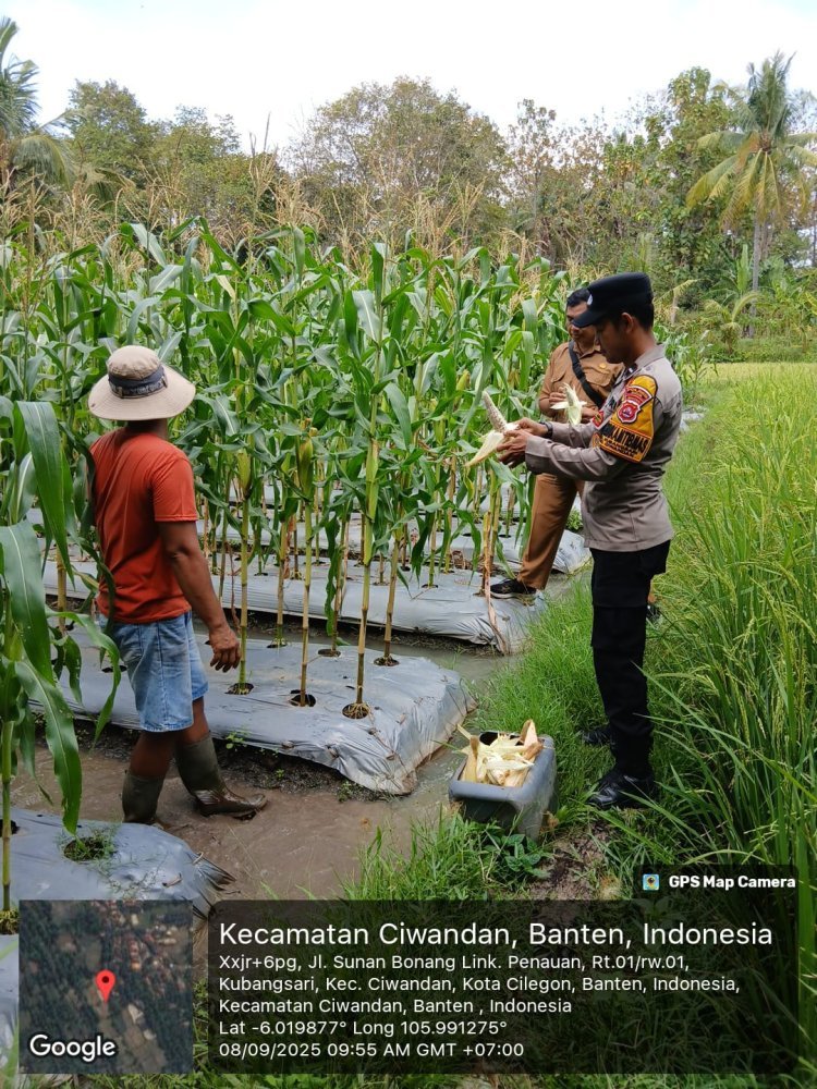 Sinergi Bhabinkamtibmas dan Petani Wujudkan Pertanian Mandiri di Cilegon