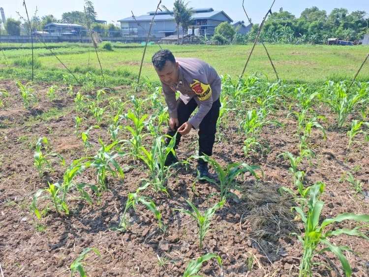 Polsek Puloampel Hadirkan Solusi Pertanian untuk Ketahanan Pangan
