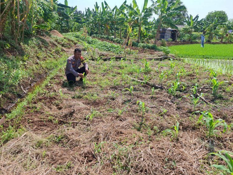 Jagung Jadi Fokus Pertanian Desa Sumuranja Tahun Ini