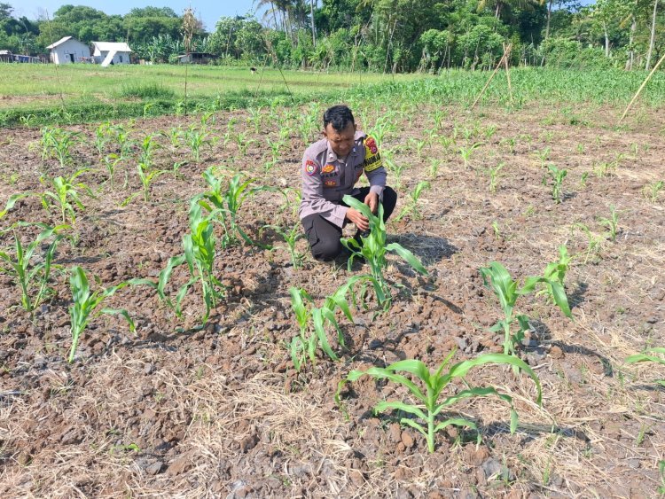 Petani Sumuranja Semangat Berkat Dukungan Kapolsek Puloampel