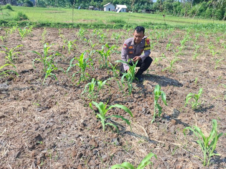 Sinergi Polisi dan Petani, Desa Sumuranja Kian Produktif