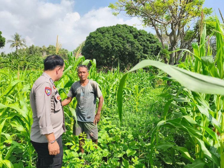Ketahanan Pangan Jadi Fokus Polsek Puloampel Dampingi Warga Bertani