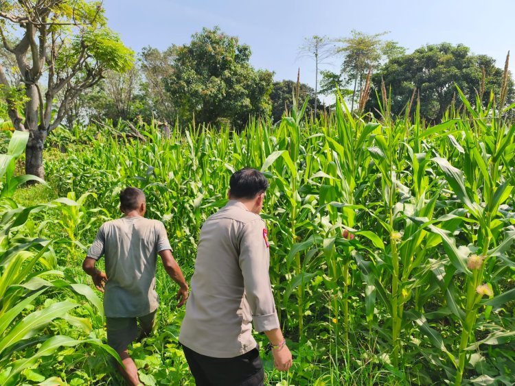 Program Ketahanan Pangan, Polsek Puloampel Turun ke Lahan Pertanian