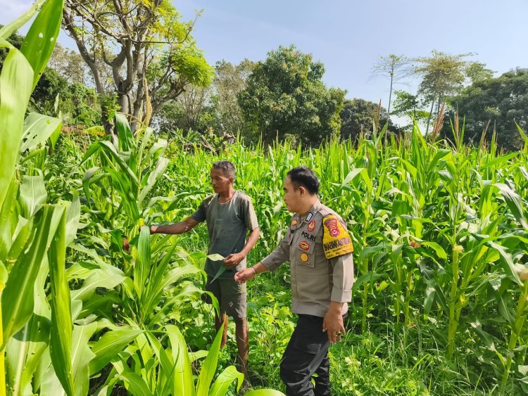 Kapolsek Puloampel dan Bhabinkamtibmas Jadi Sahabat Petani Sumuranja