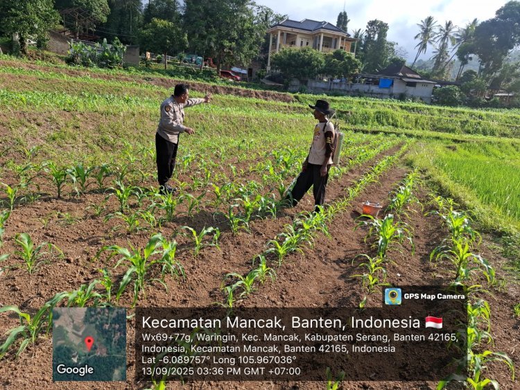 Penyemprotan Jagung di Kupak Disaksikan Aparat Kepolisian