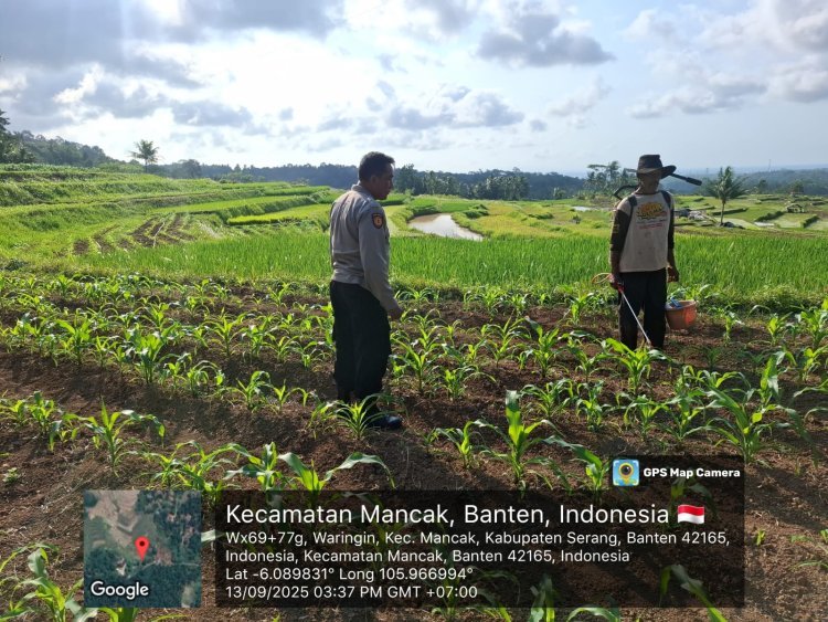 Polsek KP Banten: Pertanian Jagung Modal Kesejahteraan Petani