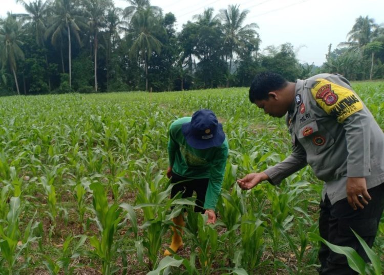 Sinergitas Polri dan Petani: Polsek Anyar Fokus pada Produktivitas Pertanian Jagung