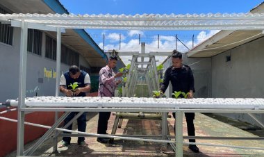 Rutan Ambon Perluas Lahan Hidroponik dan Organik, Tegaskan Komitmen Dukung Ketahanan Pangan Nasional