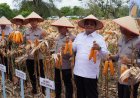 Bupati Aceh Singkil dan Kapolda Aceh Panen Raya Jagung Serentak, Perkuat Ketahanan Pangan Daerah
