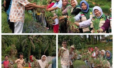 Panen Perdana Bawang Merah TSS di Aceh Singkil, Bukti Kolaborasi Pemkab dan Mitra Pembangunan