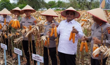 Bupati Aceh Singkil dan Kapolda Aceh Panen Raya Jagung Serentak, Perkuat Ketahanan Pangan Daerah