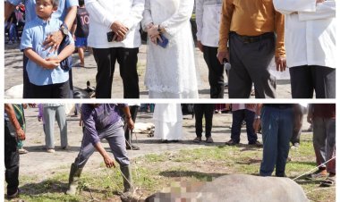 Bupati Aceh Singkil Saksikan Penyembelihan Hewan Qurban di Masjid Nurul Makmur
