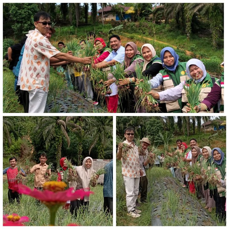 Panen Perdana Bawang Merah TSS di Aceh Singkil, Bukti Kolaborasi Pemkab dan Mitra Pembangunan