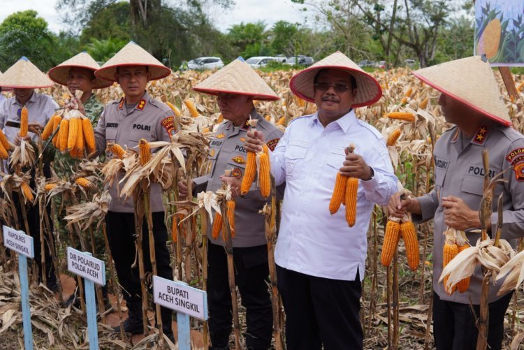 Bupati Aceh Singkil dan Kapolda Aceh Panen Raya Jagung Serentak, Perkuat Ketahanan Pangan Daerah