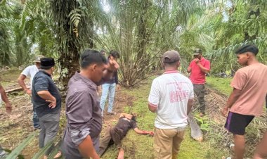 Kasus Pasutri Kritis di Aceh Singkil Masih Diselidiki, Polisi Tunggu Korban Pulih untuk Dimintai Keterangan