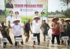 Sekda Aceh Pimpin Tanam Padi Perdana Pascabencana, Tegaskan Stabilitas Pangan Harus Tetap Aman