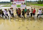 Pemerintah Aceh Pacu Pemulihan Sawah Terdampak Bencana Hidrometeorologi, Rehabilitasi Capai 40 Ribu Hektare
