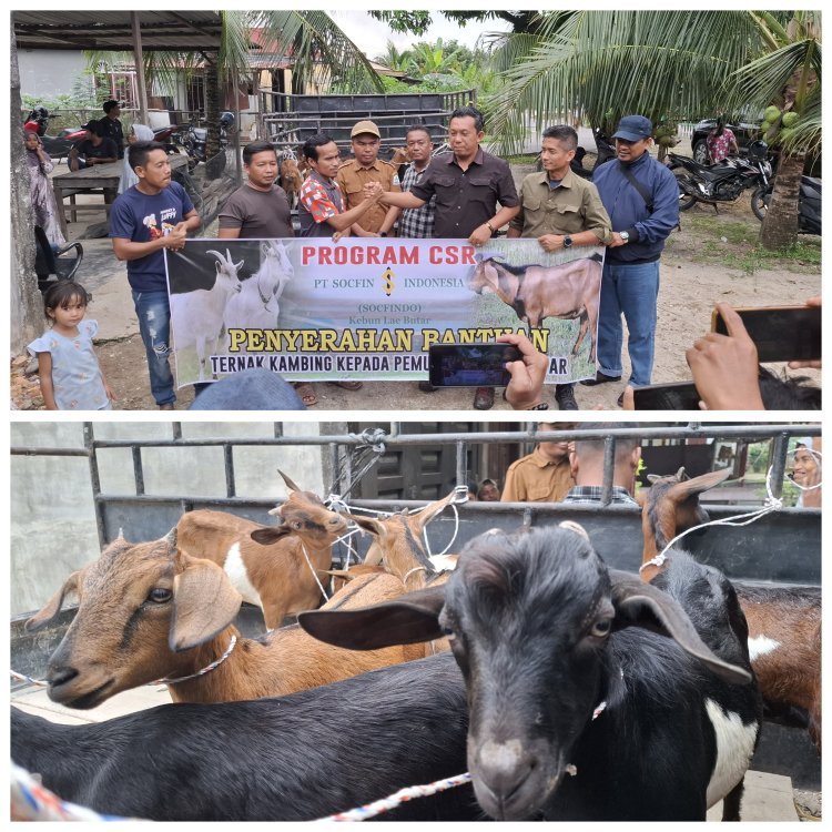 PT Socfindo Kebun Lae Butar Salurkan 10 Ekor Kambing untuk Pemuda, Dorong Kemandirian Ekonomi