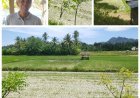 Petani Aceh Besar Pasrah Hadapi Ancaman Gagal Panen Akibat Kekeringan, Warga Desak Solusi Krisis Air Bersih
