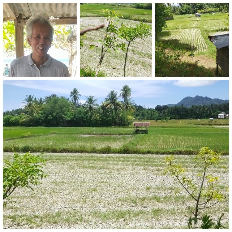 Petani Aceh Besar Pasrah Hadapi Ancaman Gagal Panen Akibat Kekeringan, Warga Desak Solusi Krisis Air Bersih
